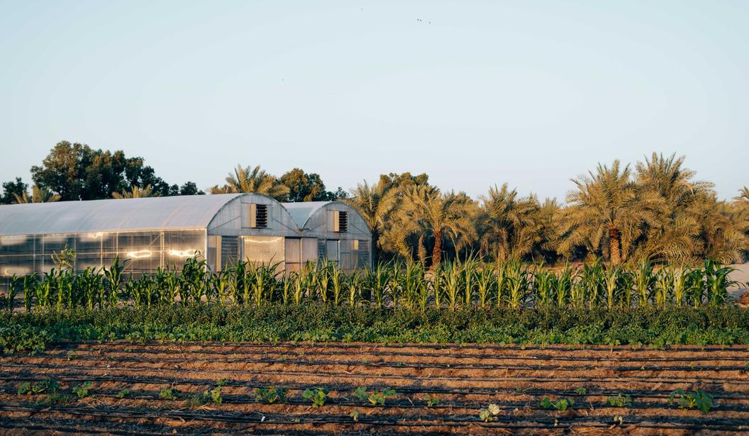 Group Harvest Tour at My Farm Dubai | Kidzapp