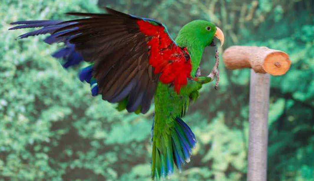 Exotic Bird Show Dubai Kidzapp